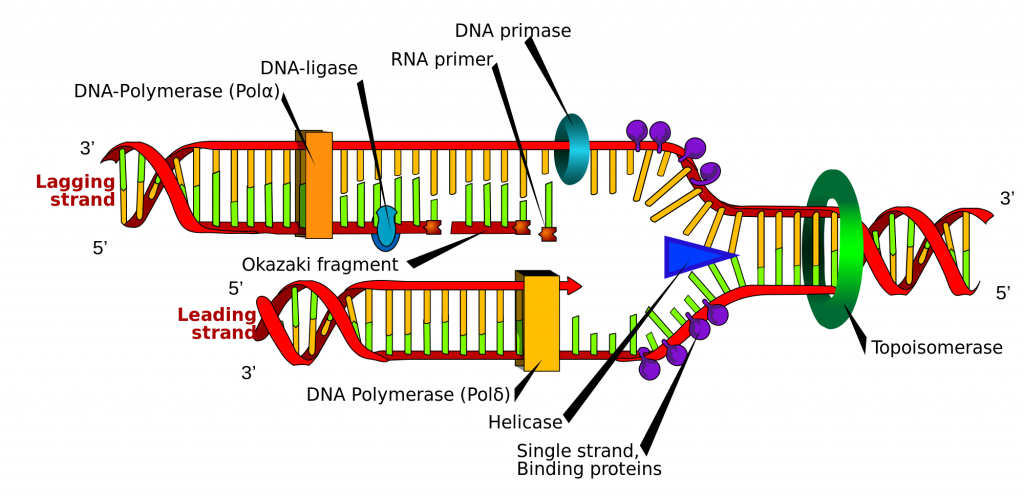 dna-replicaton