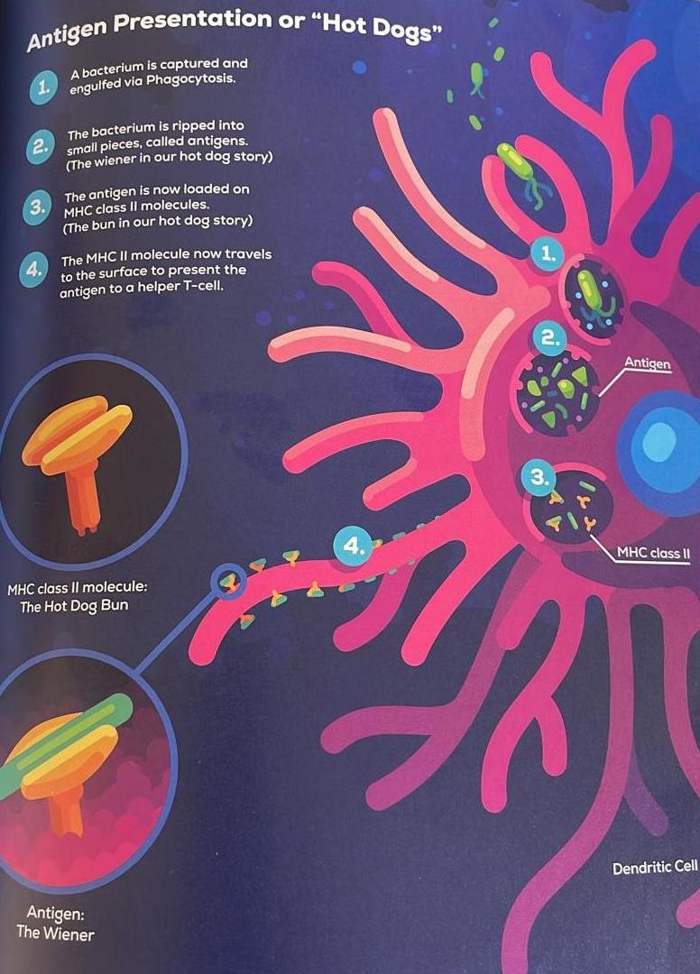 Antigen Representation