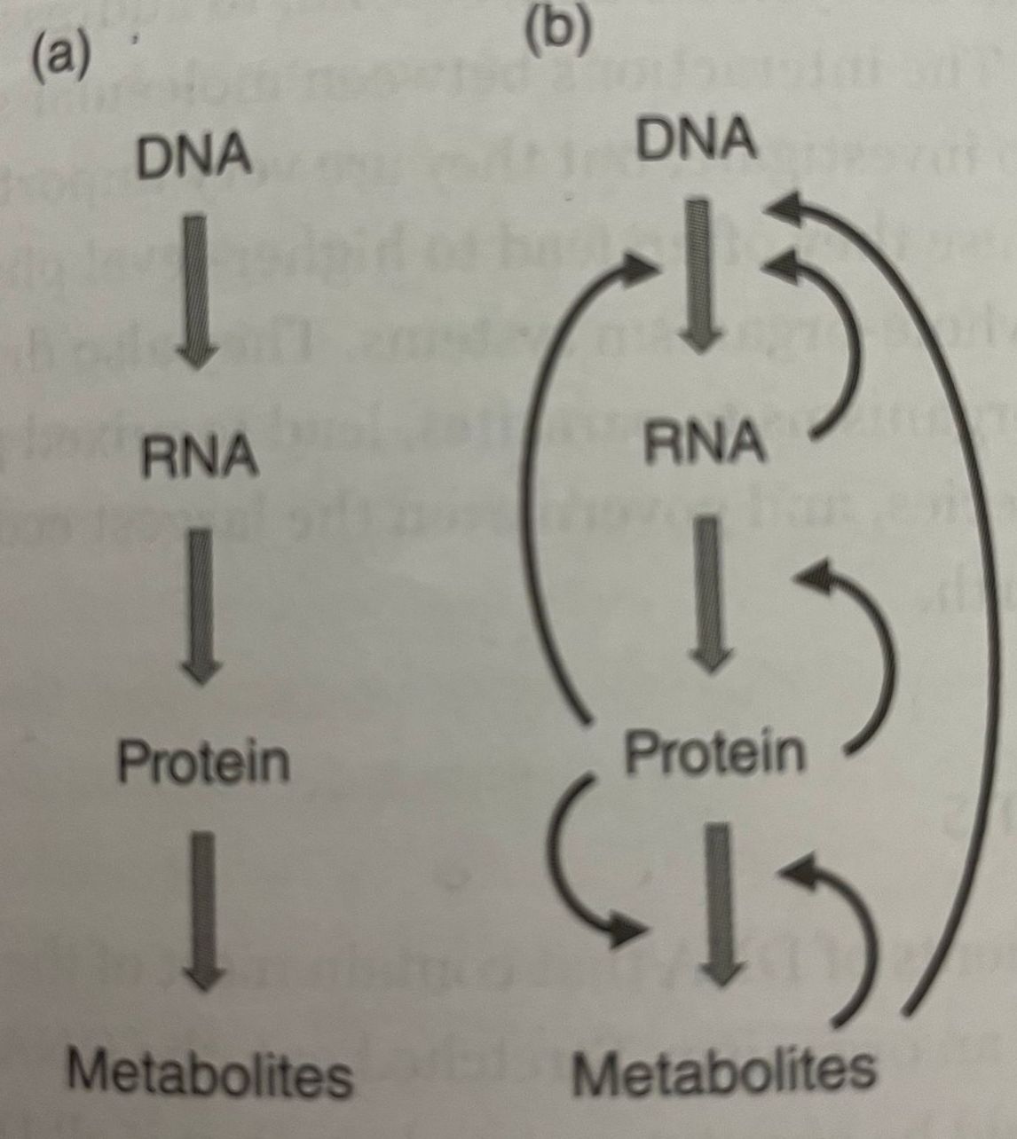 Central Dogma