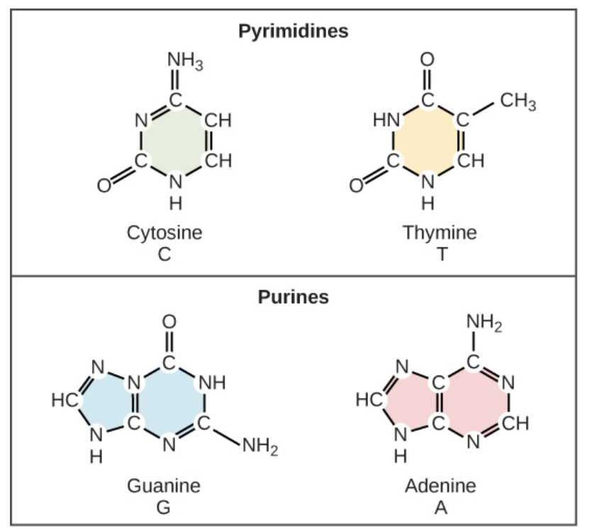 Chemical Structure of DNA bases