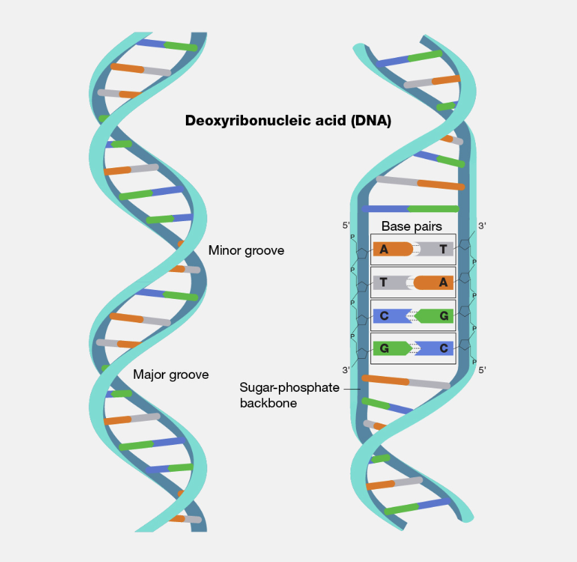 Basics of DNA | Machine Learning and {Computational} Science