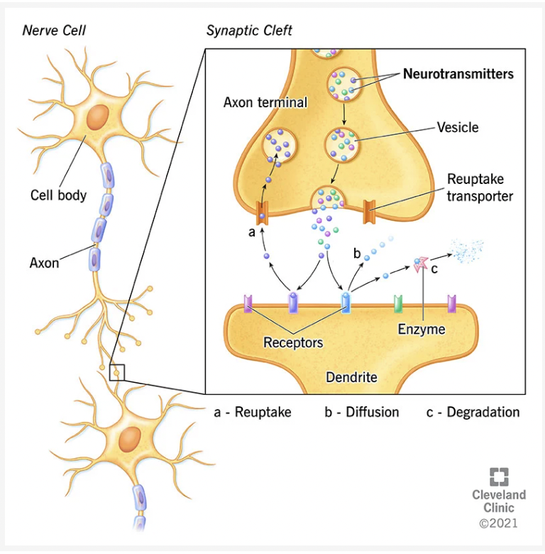 neurotransmitters