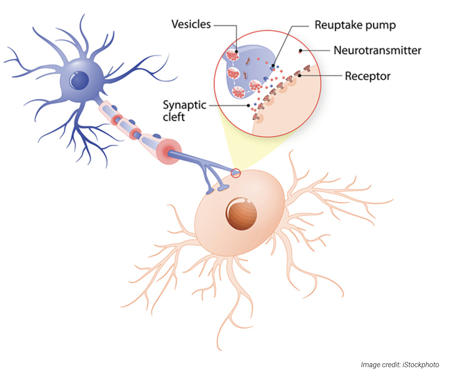 neurotransmitters